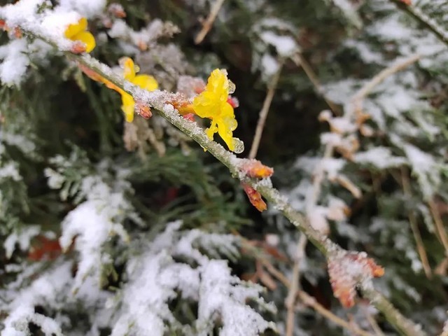 手机摄影雨夹雪下的公园随拍记录