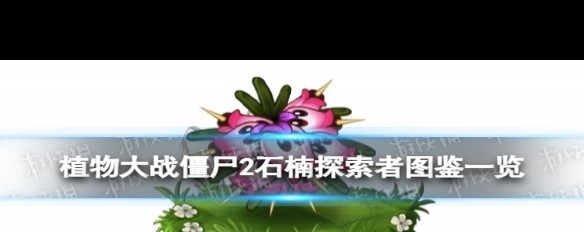 石楠探索者在《植物大战僵尸2》中的属性与技能详解？