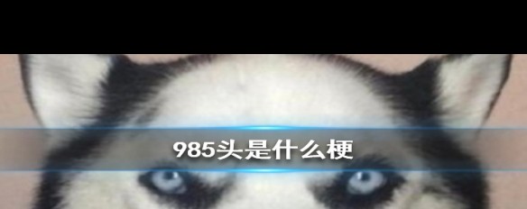 985头梗的来源与含义解析？