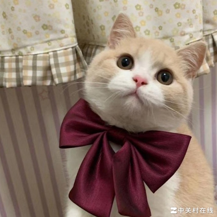 Eclipse教学多但企业少用