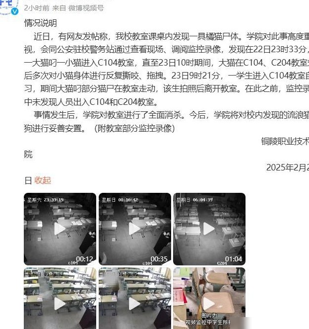 安徽高校流浪猫死亡事件