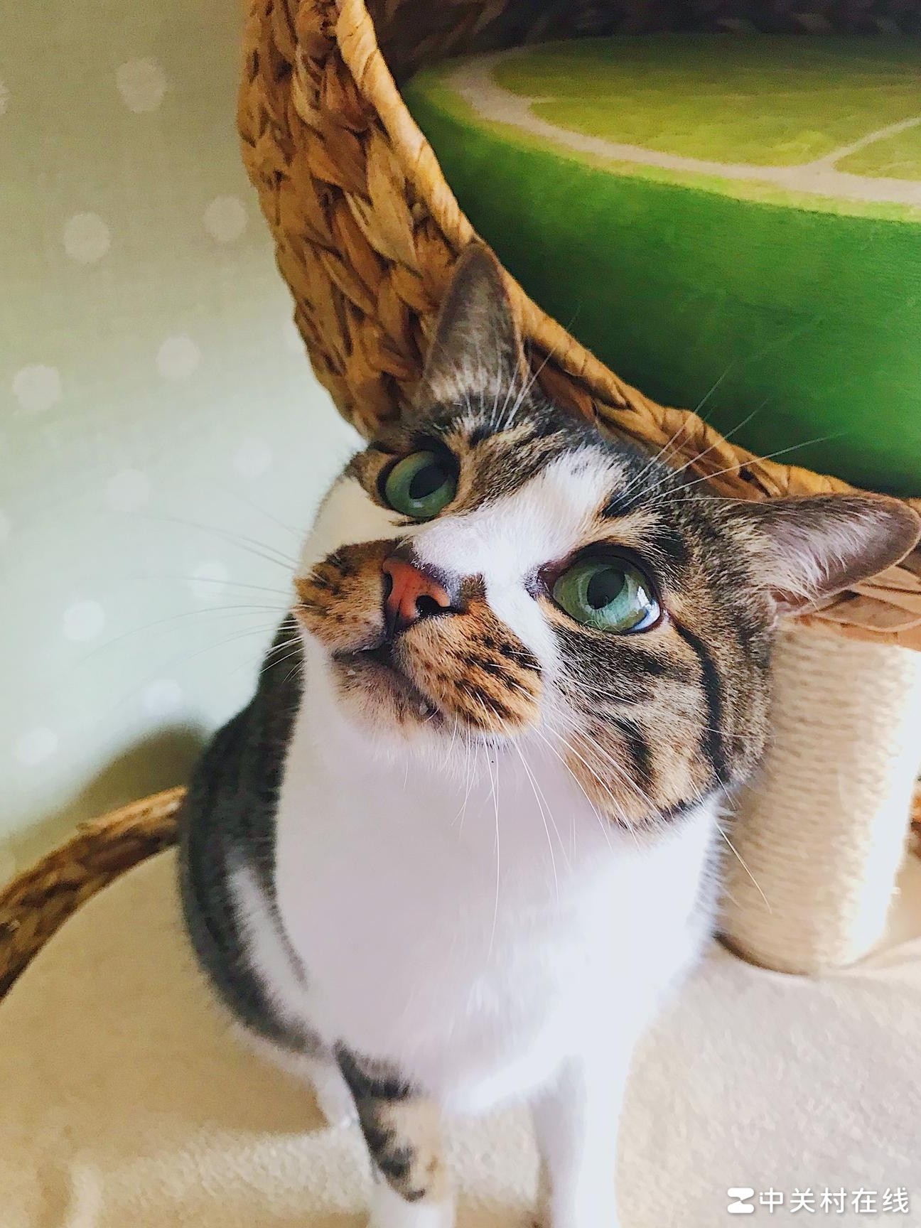 手机拍出清晰照片技巧