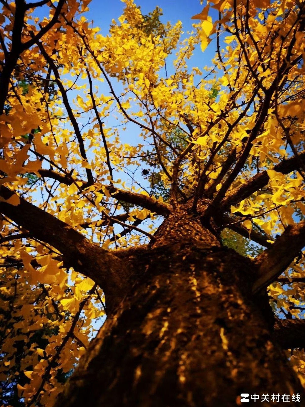 照片 vs 专业作品，差距在哪？