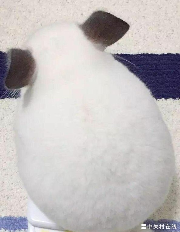 黄金还是权位？穿越抉择