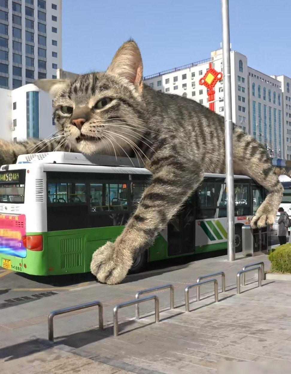 猫咪为何爱睡车顶？