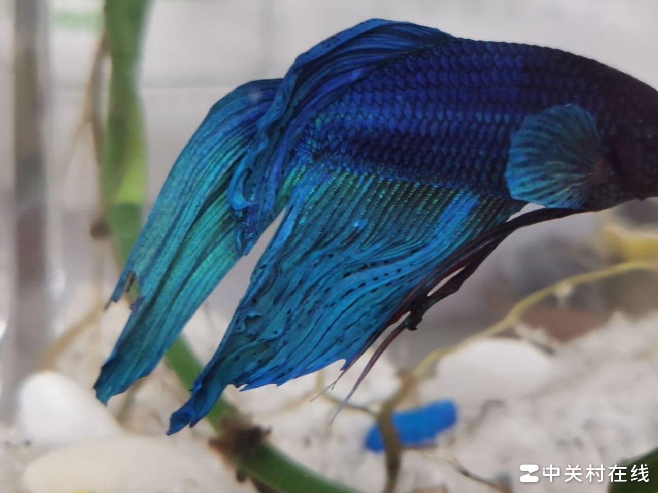 斗鱼换水后烂尾原因揭秘