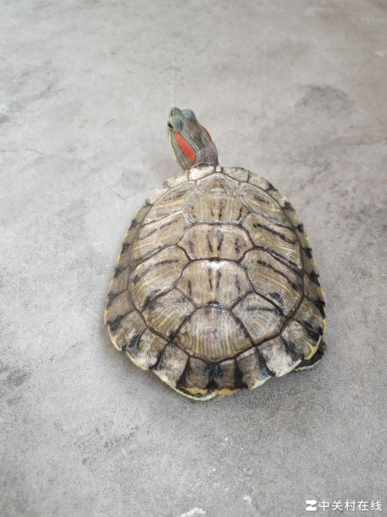 龟壳上白色物质成因揭秘