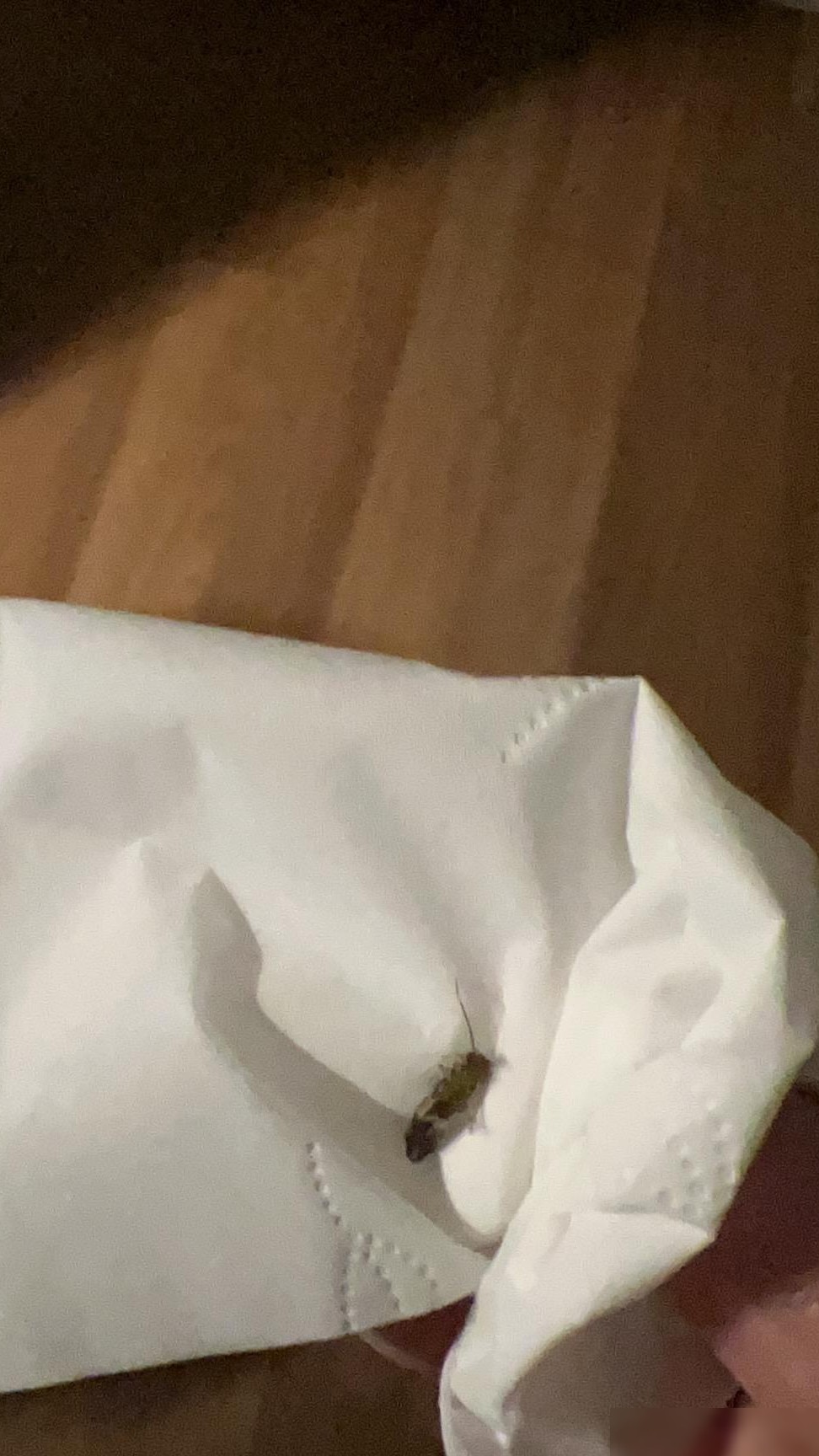 黑色似蚁昆虫揭秘