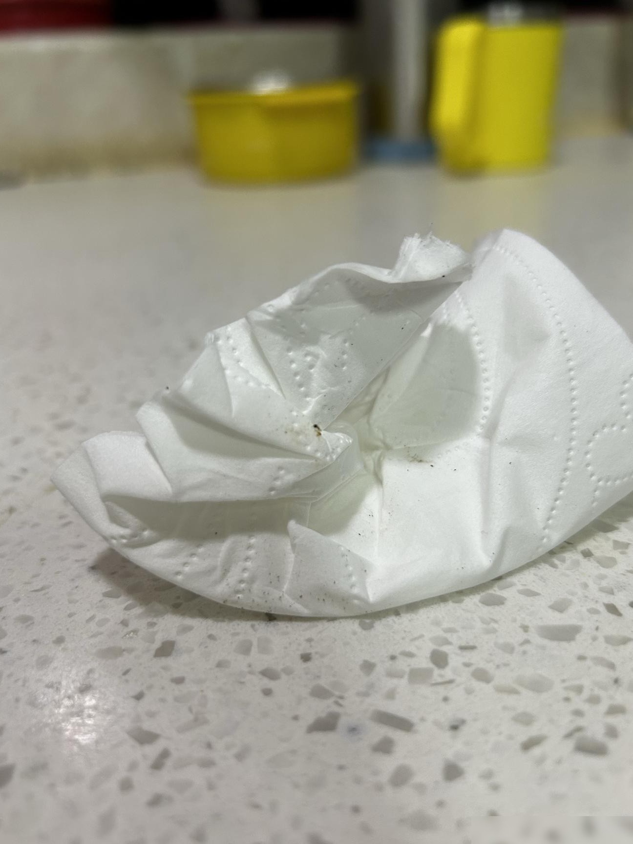 这是白蚁吗？