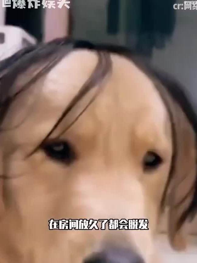 手办谷子会释放甲醛吗？