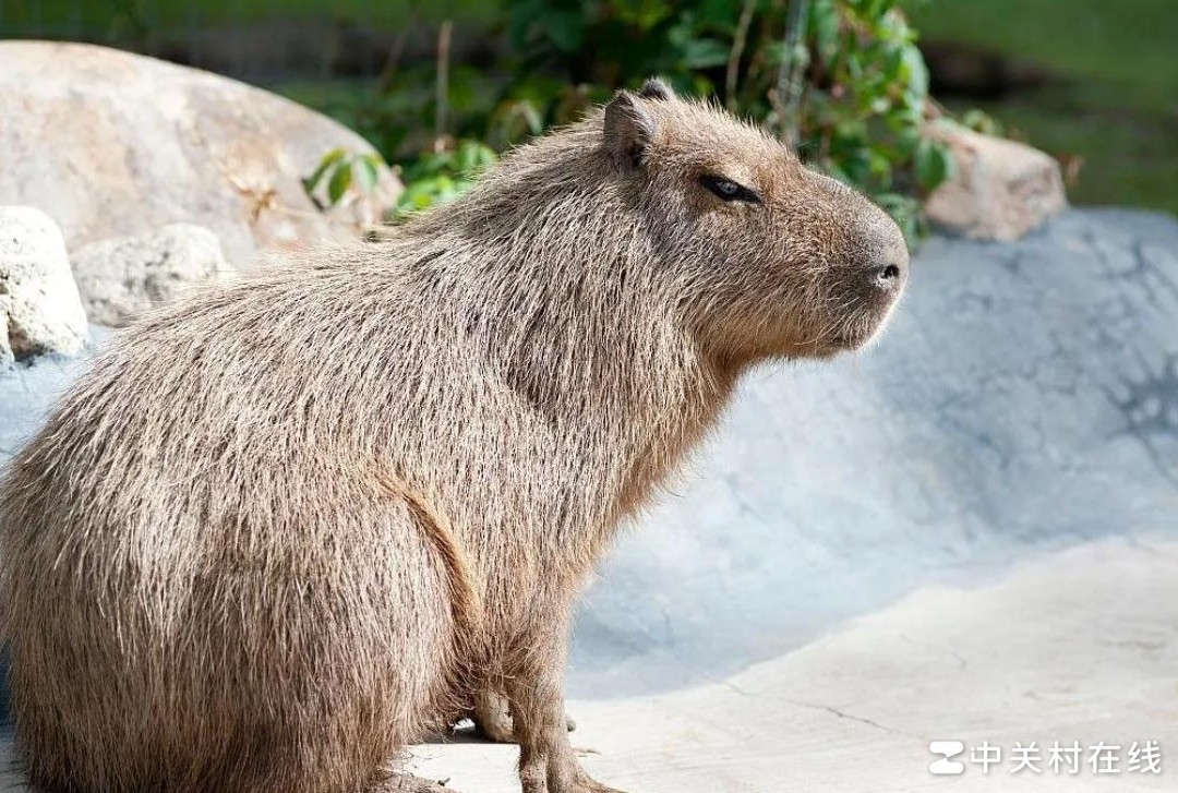 水豚为何变卡皮巴拉？