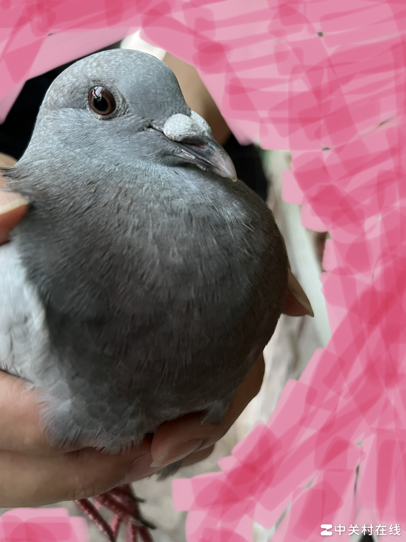 鸽子腿环编号含义揭秘