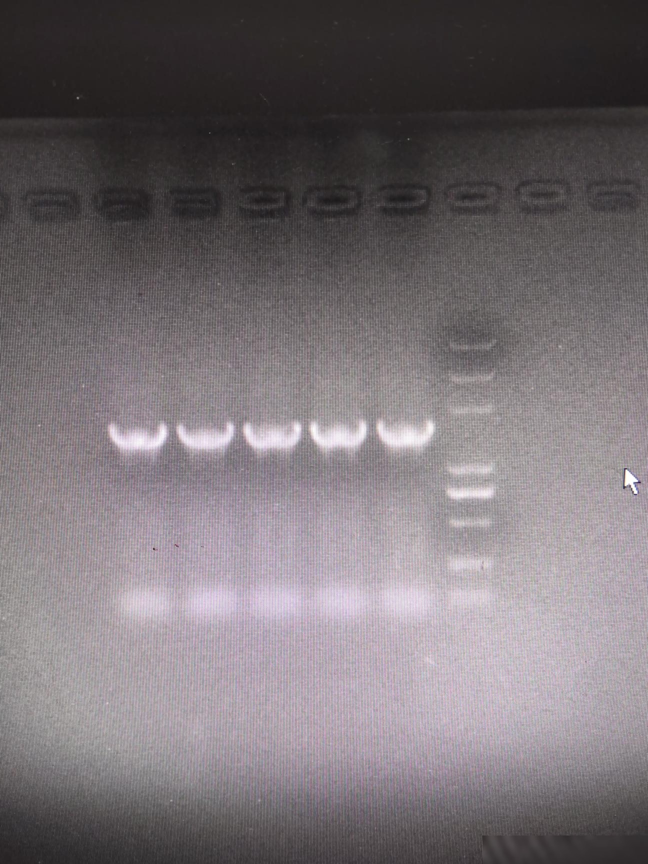 PCR电泳条带月牙拖尾原因