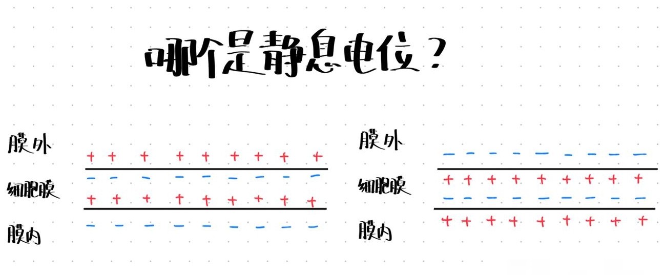 膜电位是膜两侧的电位差