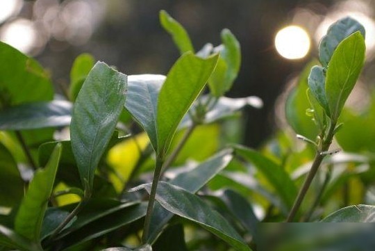 宾得相机油润感成因揭秘