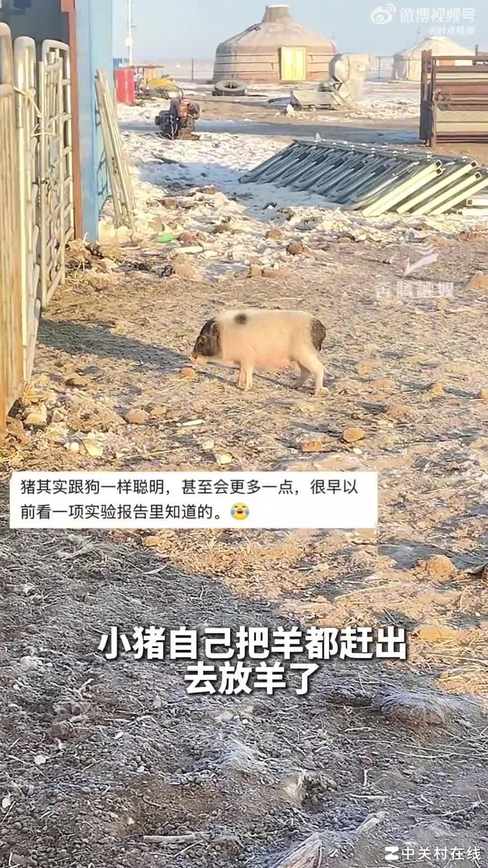 牧羊猪现身内蒙古