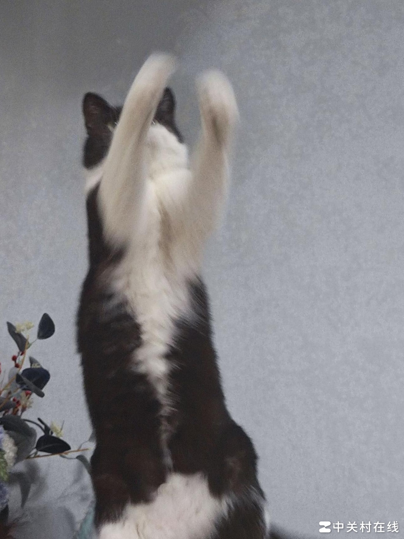 含月字的经典诗词