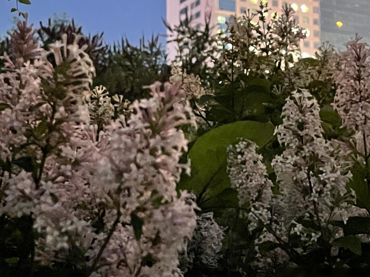 夜间拍花技巧