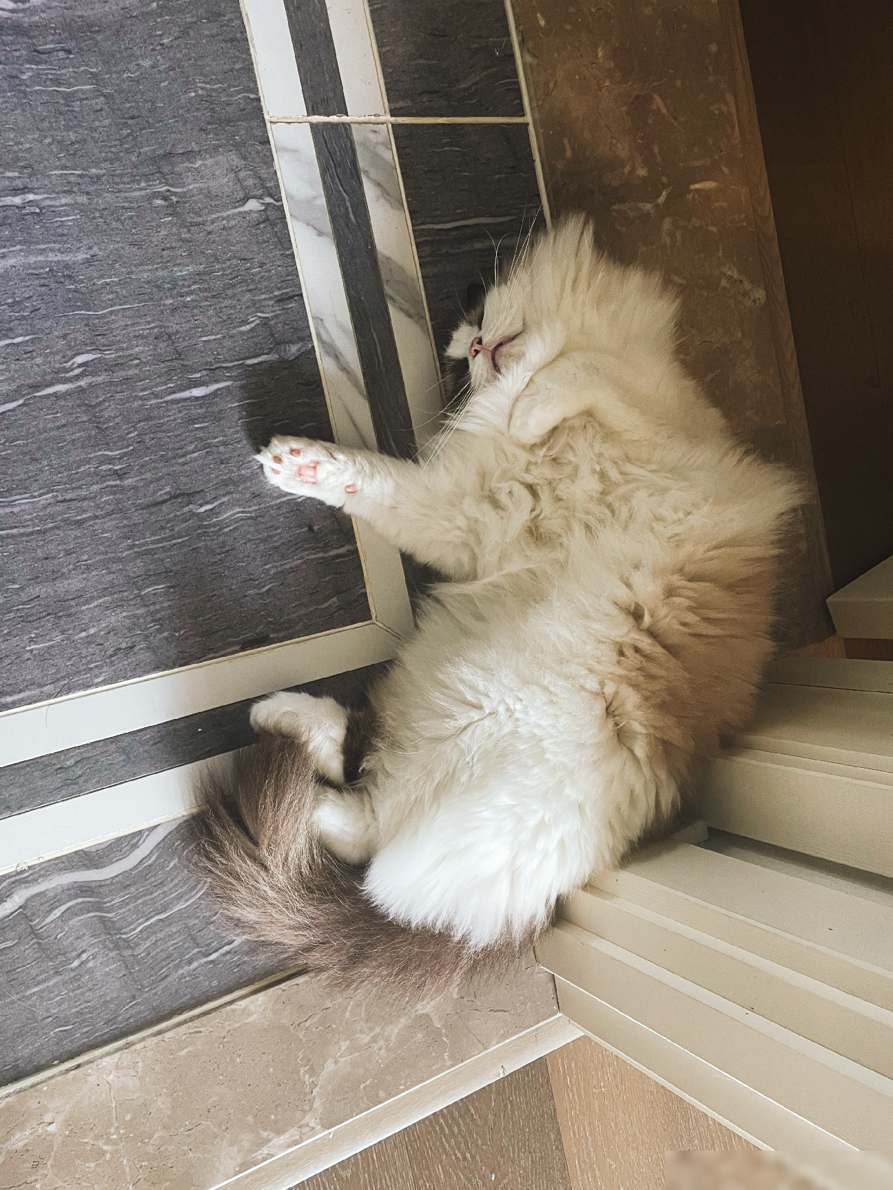 猫咪睡觉时该不该打扰？