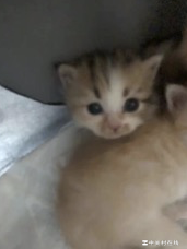 小猫为何不宜喝牛奶