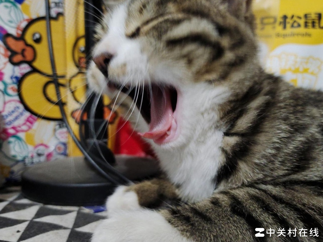 平价优质猫粮推荐