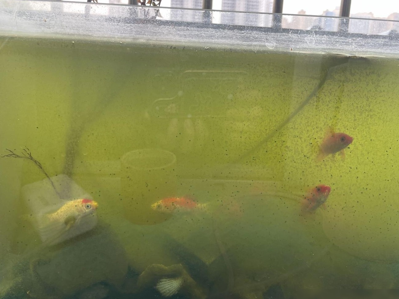 养鱼水质是否合适？