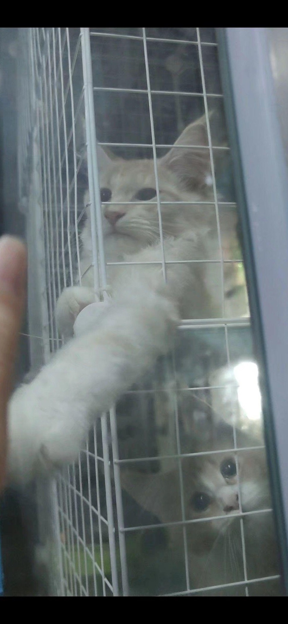 这是什么猫？