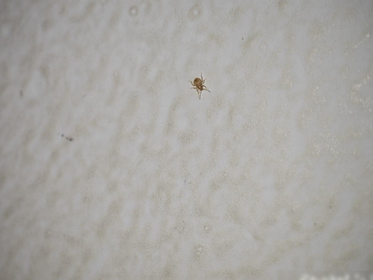 这是虱子吗？求鉴定