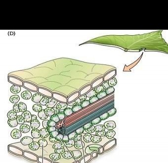 SCI插图绘制常用软件有哪些？