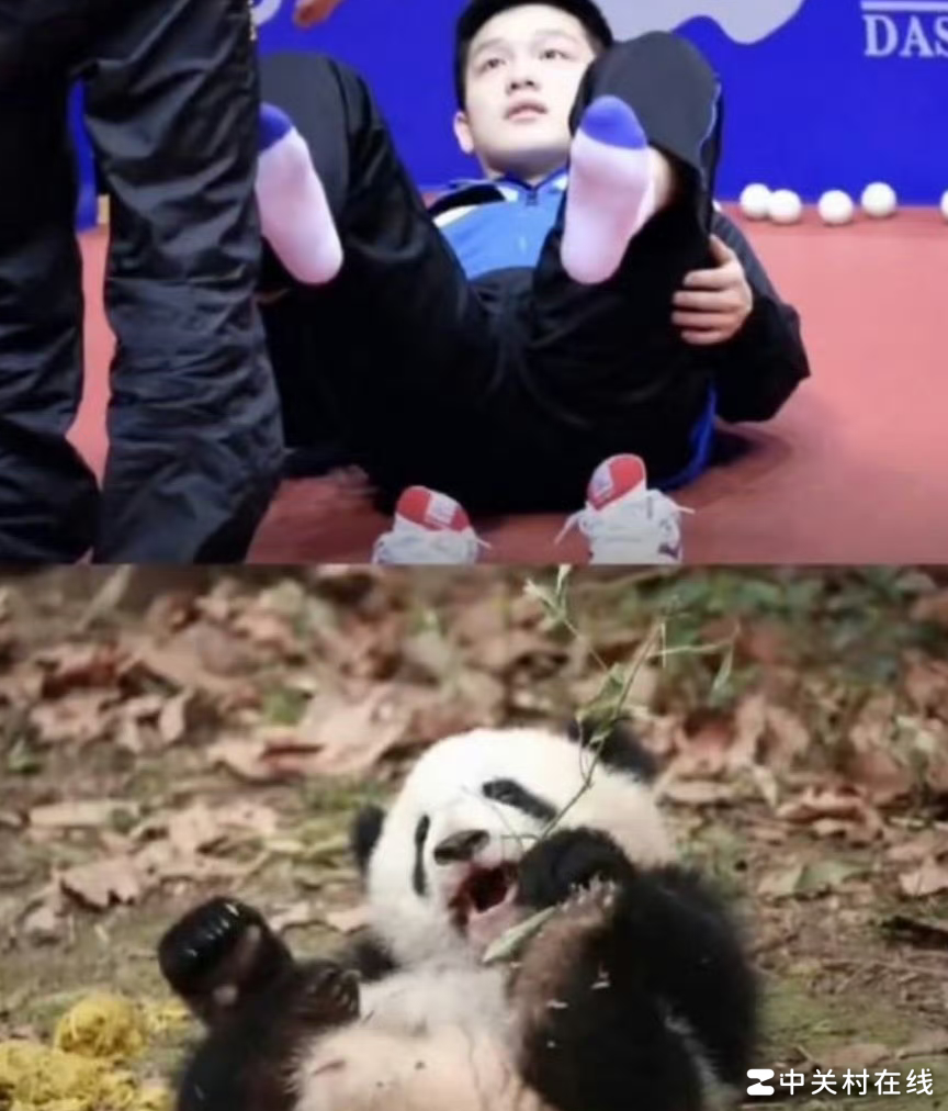 樊振东的那些响亮称号