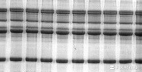 电泳条带分析方法