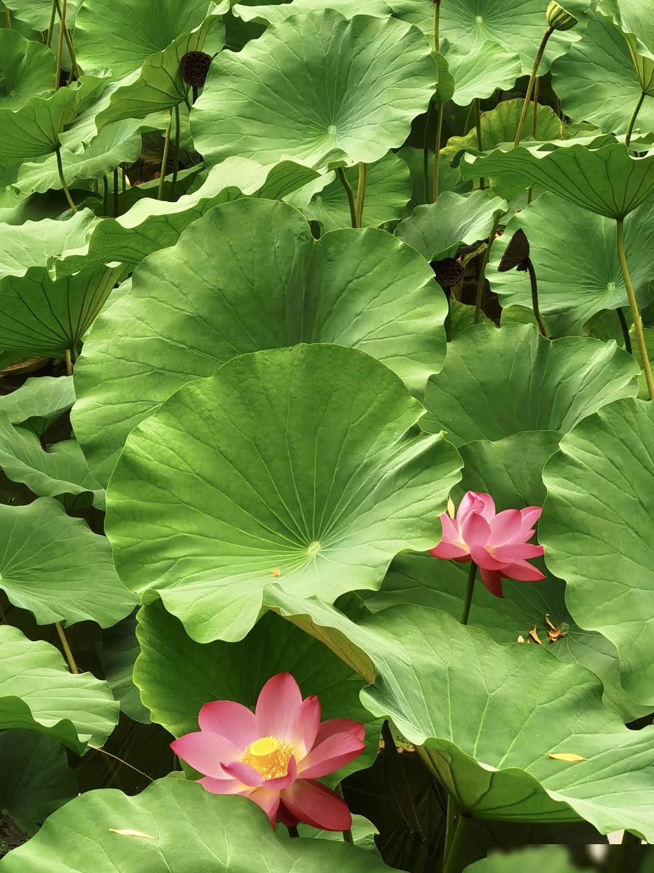 你拍过哪些绝美荷花？