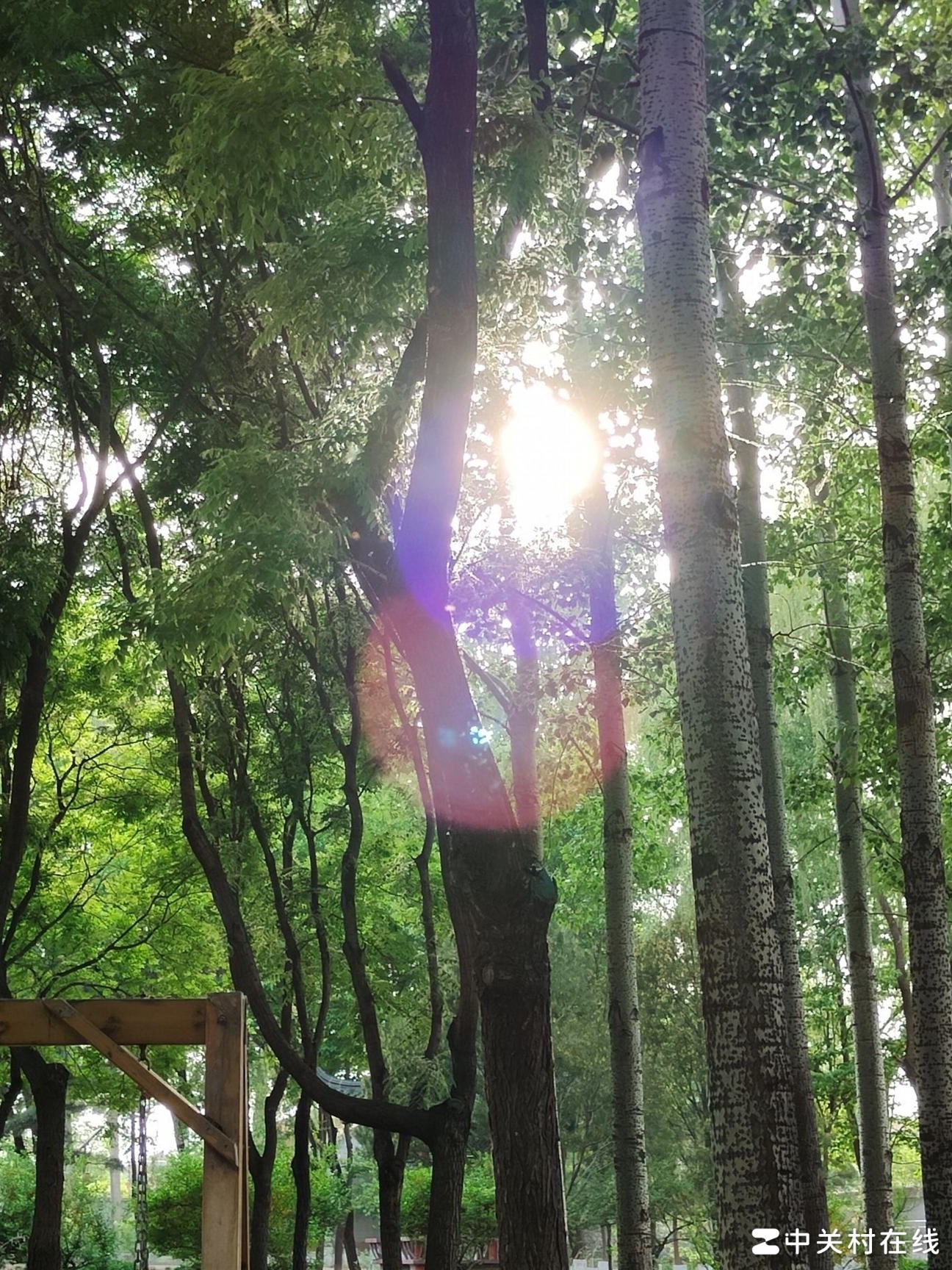 树叶缝隙造就双光斑