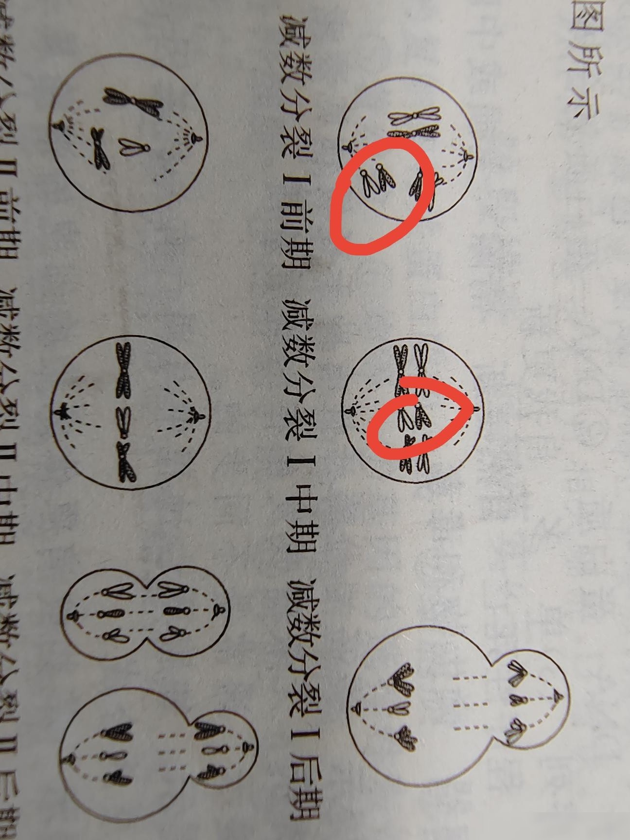 这是哪条染色体？为何长这样？