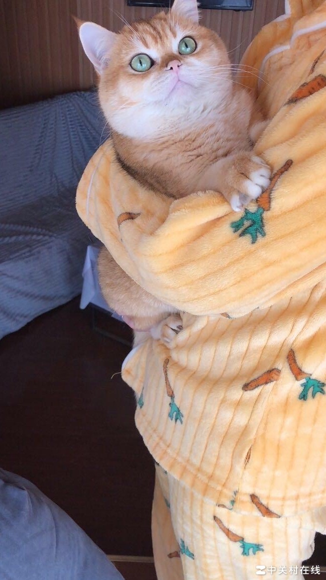 银色金吉拉配金渐层后代颜色