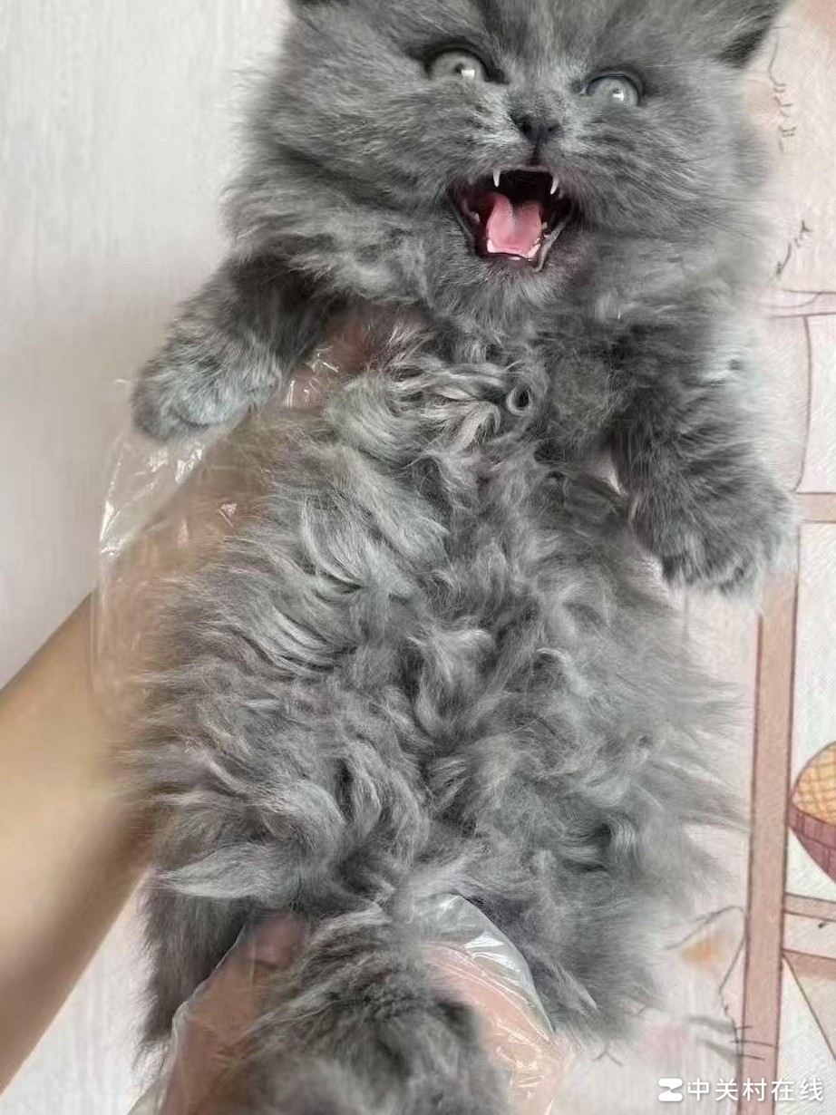 曲靖有猫待领养吗