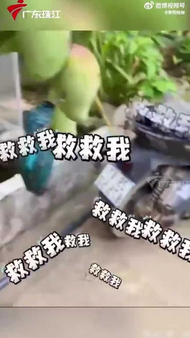 翠鸟嘴卡芒果引热议