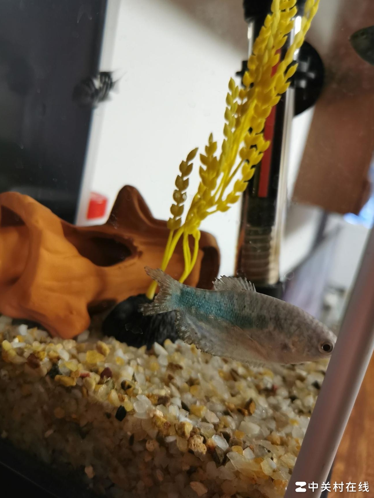 这是什么品种？求解答