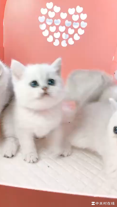 金渐层vs银渐层，哪个更值得买？