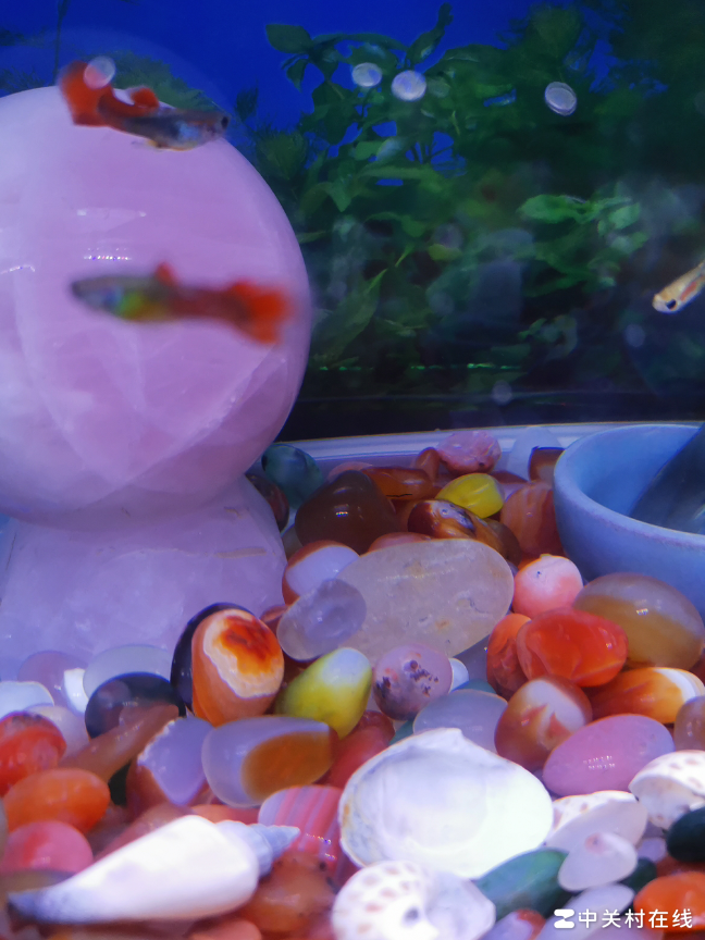 鱼缸拍照模糊？3招拍清游鱼