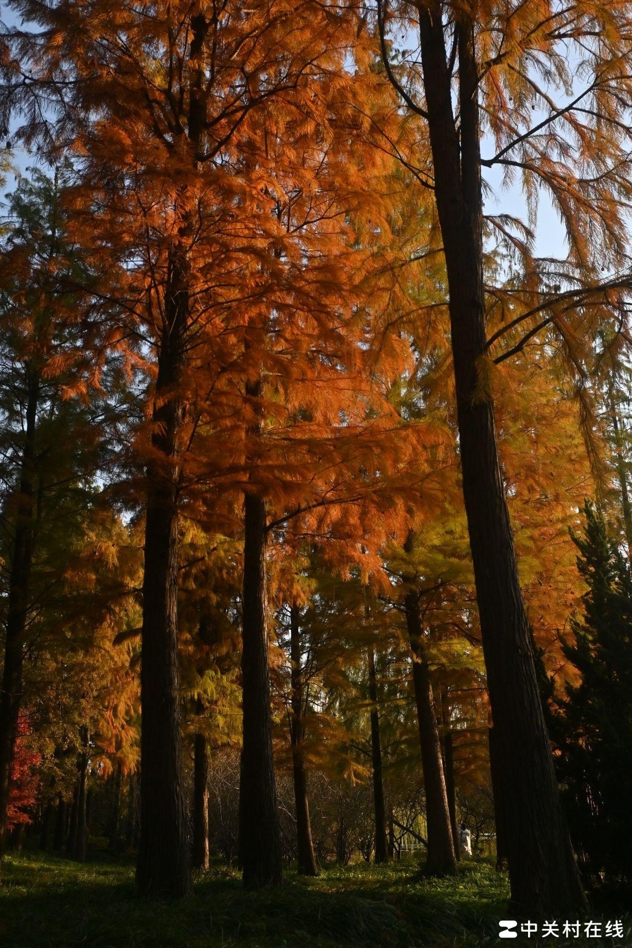 尼康用户求解疑