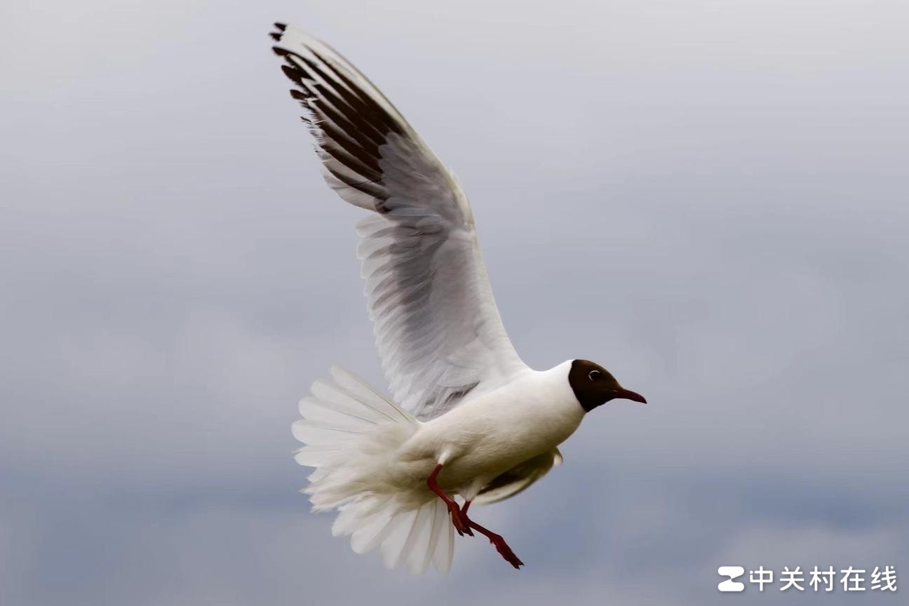 400mm镜头拍鸟有效距离