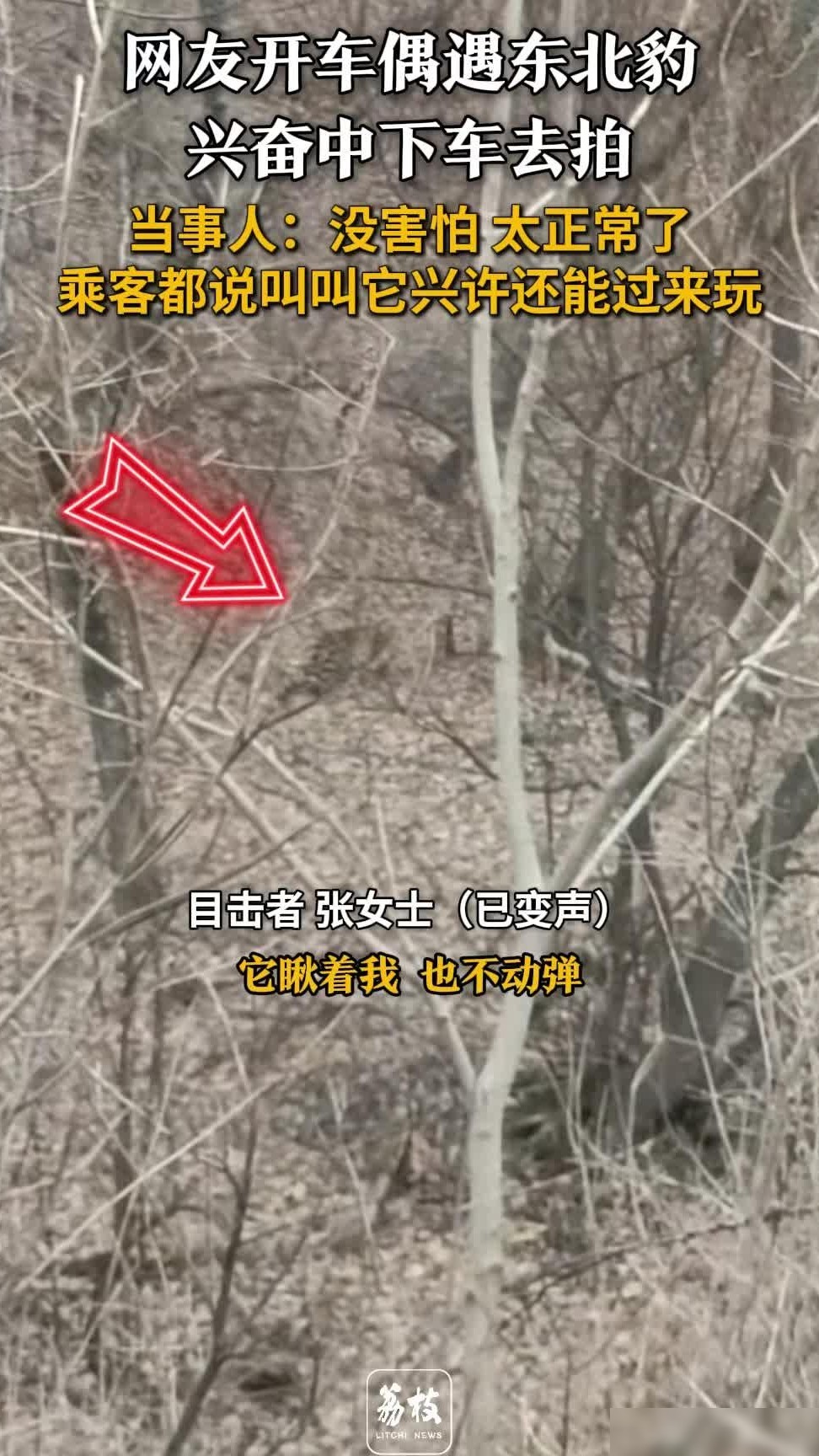 偶遇东北豹下车拍照风险大