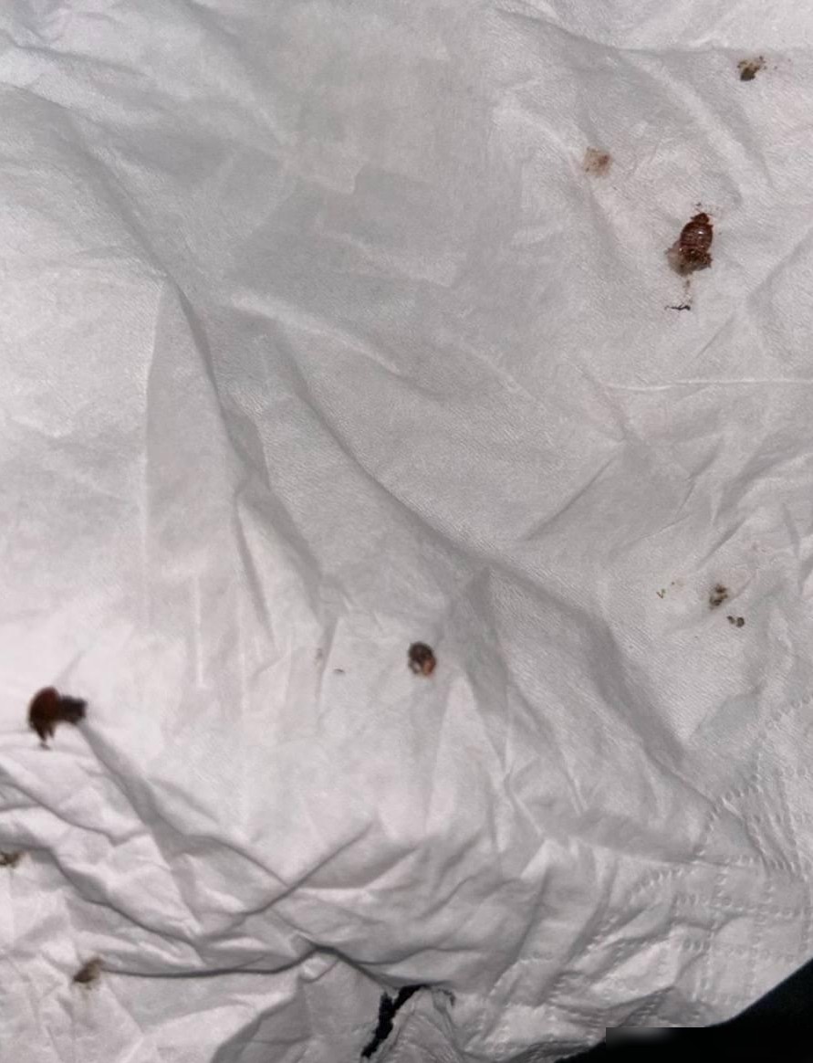 列车卧铺现床虱怎么办