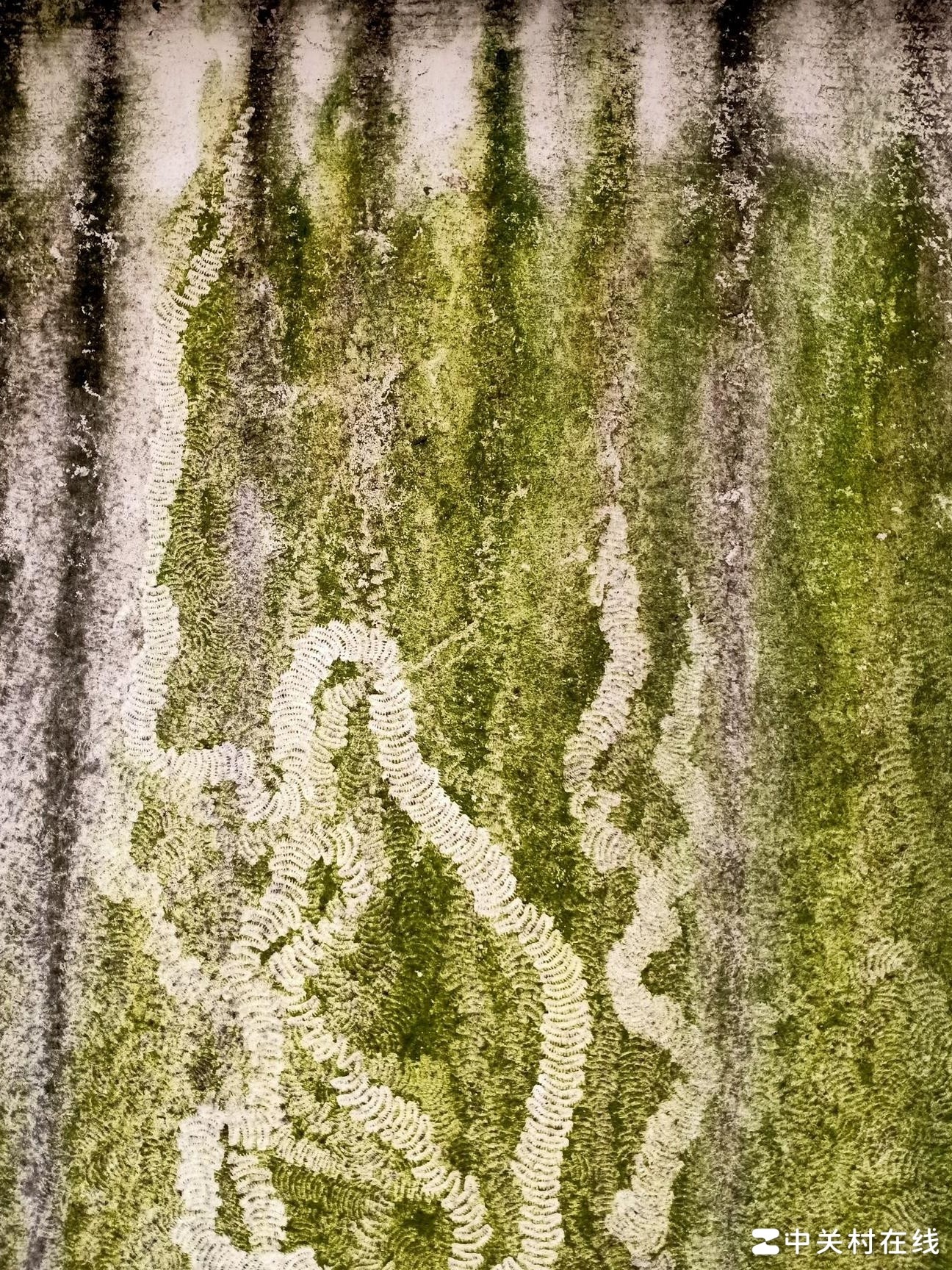 青苔空白纹路成因揭秘