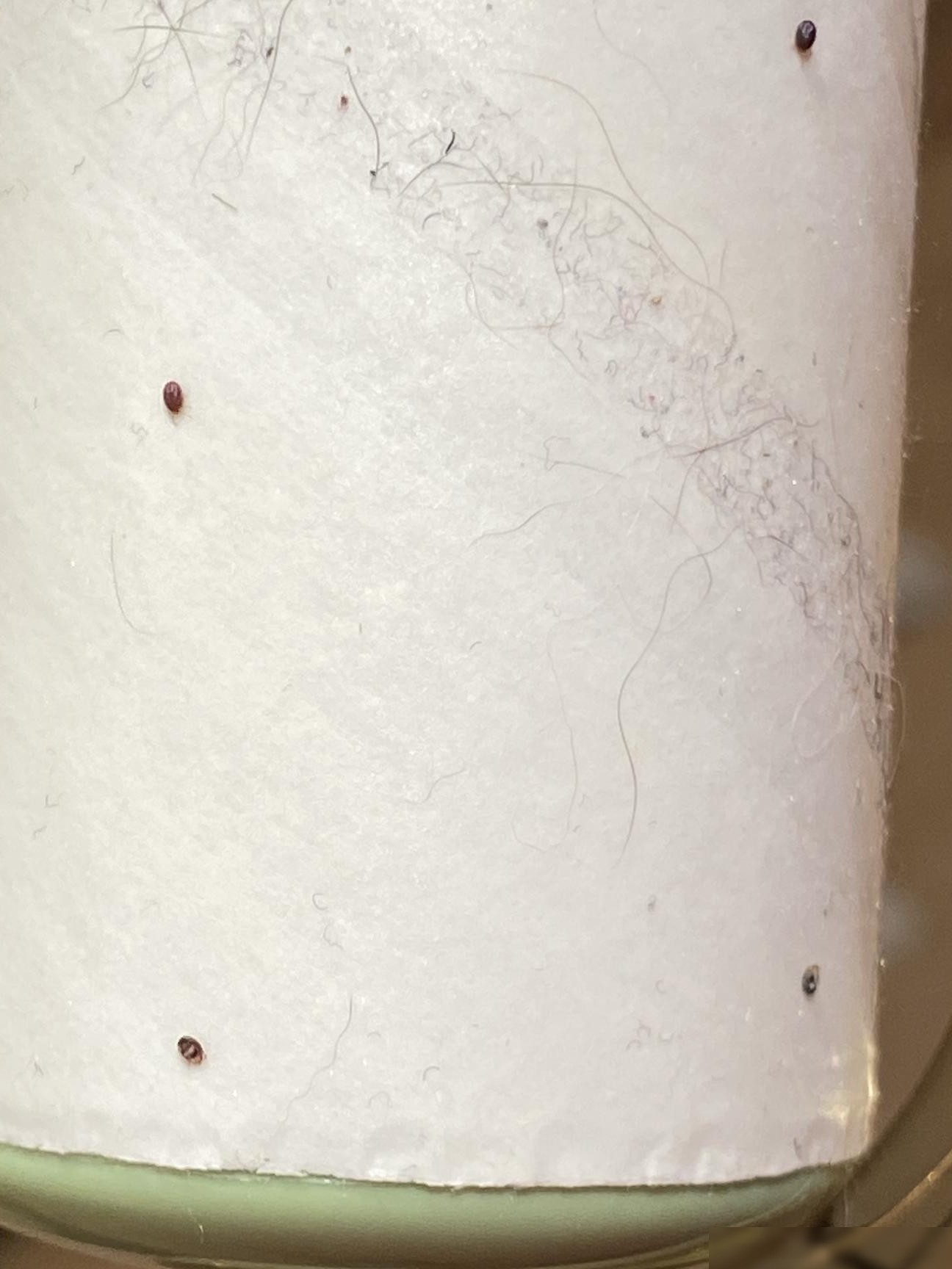 沙发被褥中发现的虫子是什么