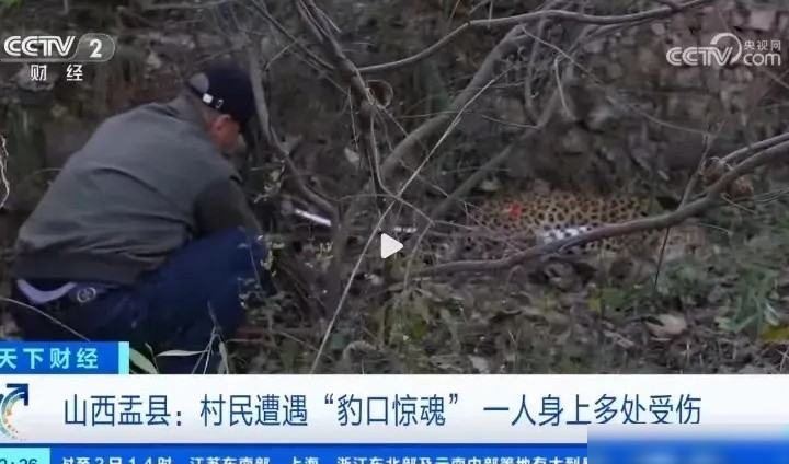 猫盟质疑阳泉豹伤人事件