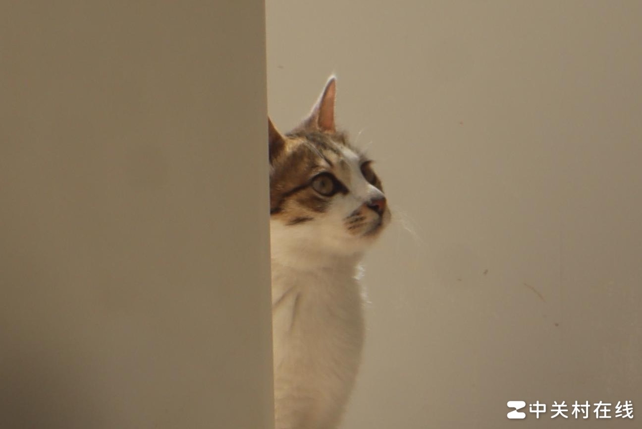 马路坑洼为何屡补屡现？