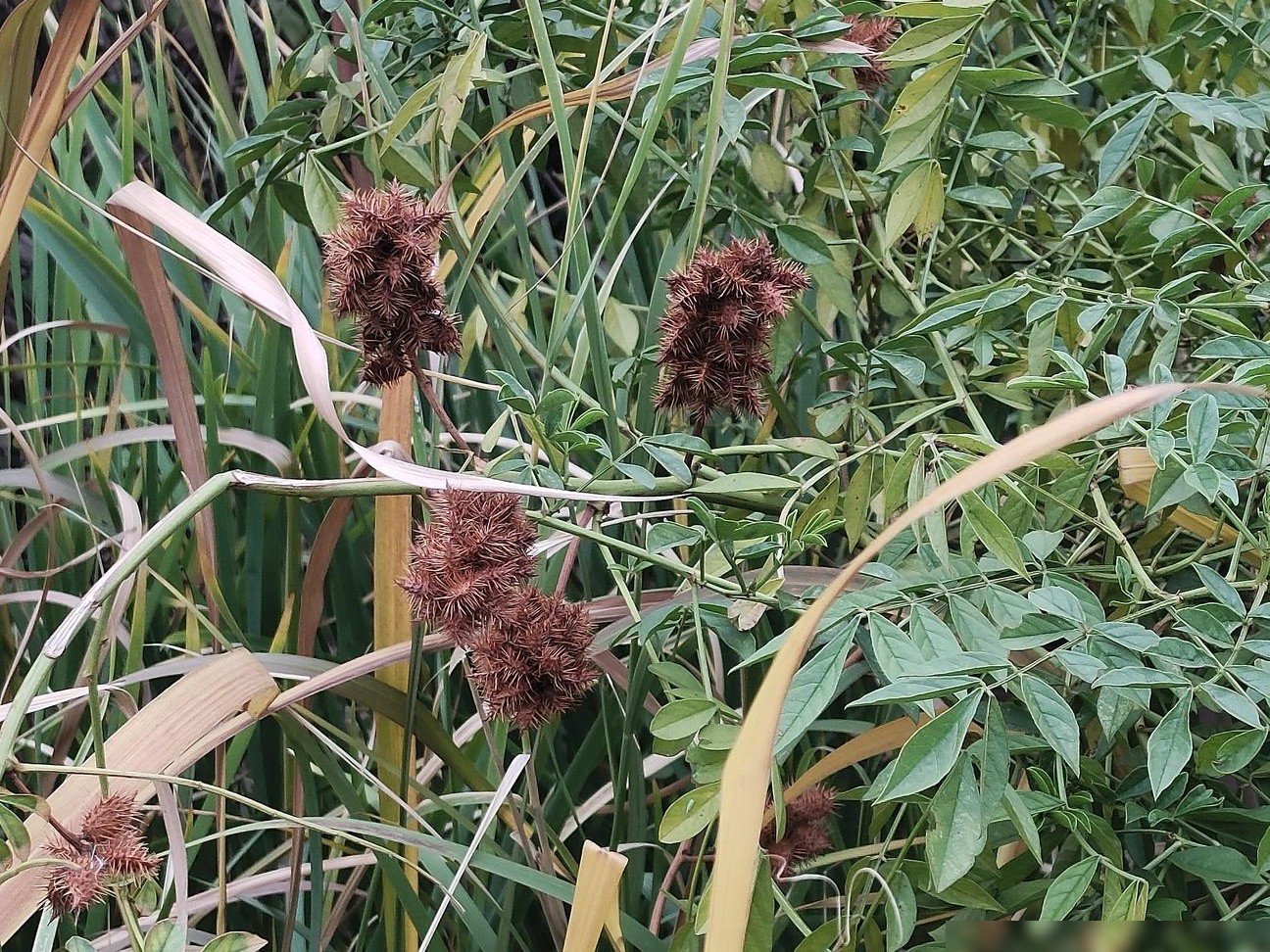 这是什么植物？名字是什么？