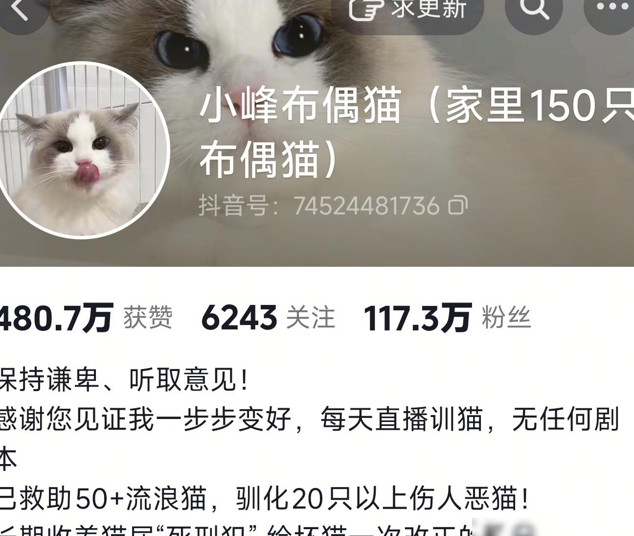 小峰布偶猫评价